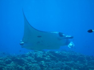 IMG_3718
