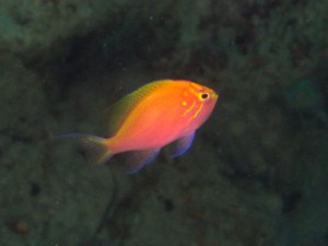 IMG_4074_R