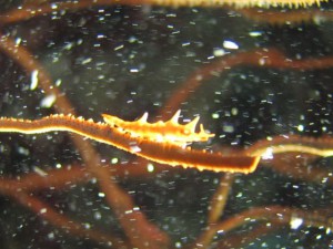 IMG_4077_R