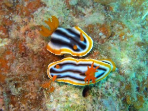 IMG_4082_R