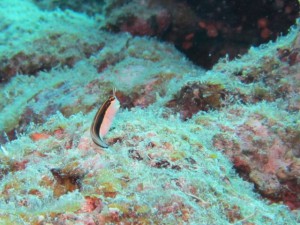 IMG_4083_R