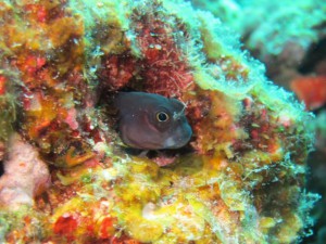 IMG_4084_R