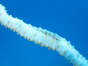 IMG_4087_R