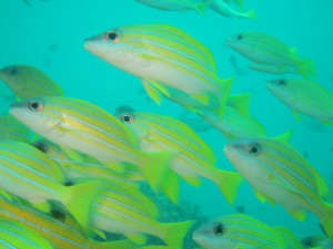 IMG_4120_R