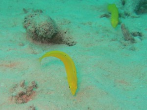 IMG_4129_R