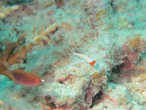 IMG_4130_R