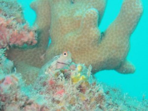 IMG_4131_R