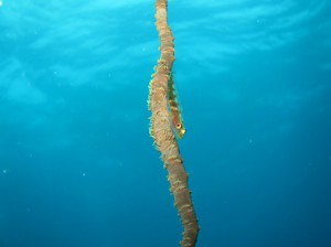 IMG_4148