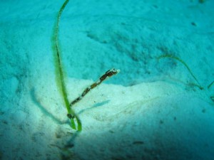 IMG_5779_R