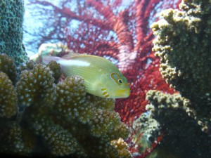 P1110785