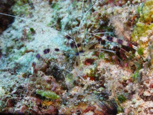 P1110790