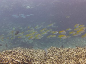 P1110855