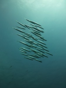 P1110900