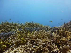 P1110931