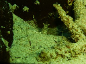 P1110967