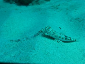 P1120288