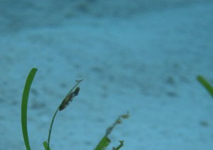 IMG_0987