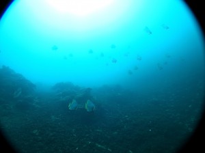 IMG_1775