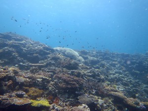 IMG_1793