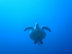 IMG_1815