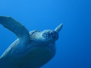 IMG_1818