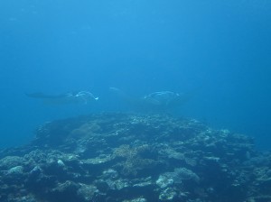 IMG_1830