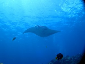 IMG_1929