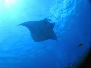 IMG_1931