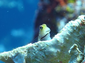IMG_1934