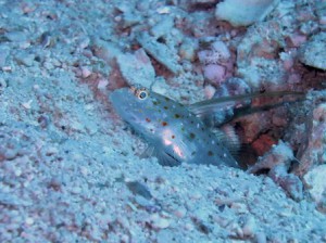 IMG_2297