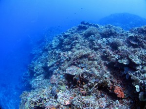 IMG_5925