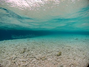 IMG_5971