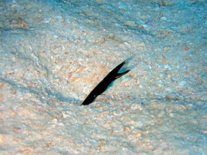 IMG_5999