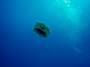 IMG_6006