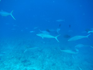IMG_6762