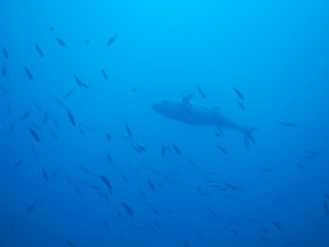 IMG_6765