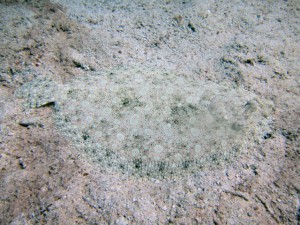 IMG_6781