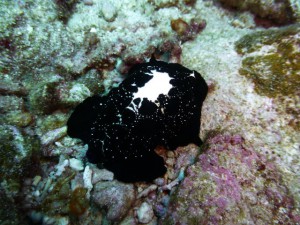 P1120768