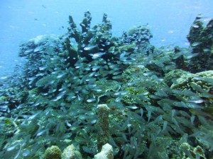 P1120875