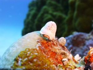 P1120895