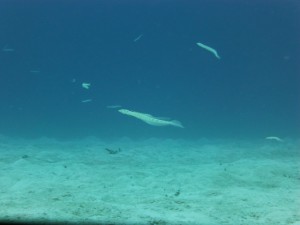 P1120920