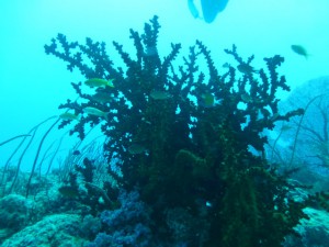 P1130044