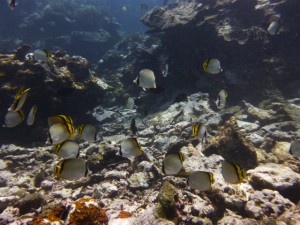 P1130089