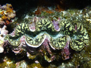 P1130105