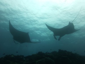 P1130135