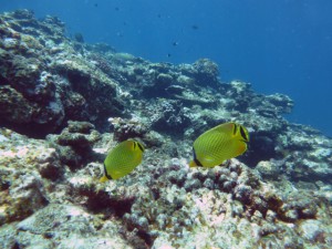 P1130170