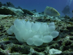 P1130242