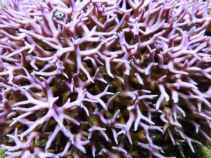 P1130332
