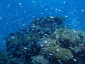 P8240016