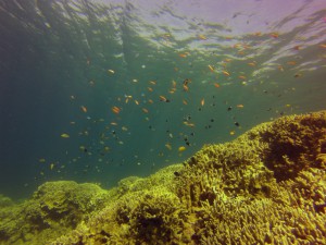 GOPR0907